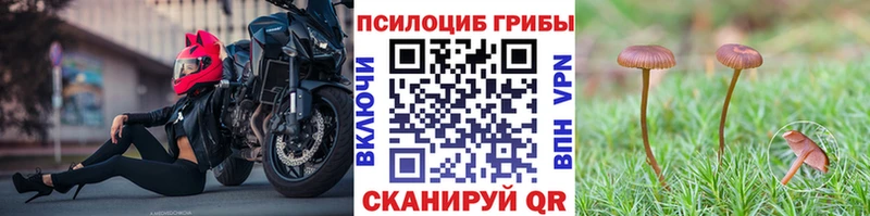 Псилоцибиновые грибы Psilocybe  Купить где  Лаишево 